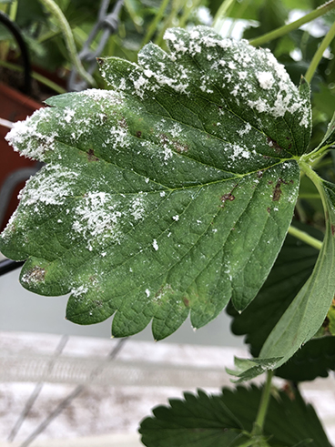 Echte meeldauw blad aardbei.jpg